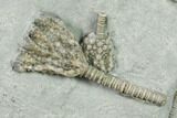Plate of Crinoid (Glyptocrinus) Fossils - Maysville, Kentucky #136968-1